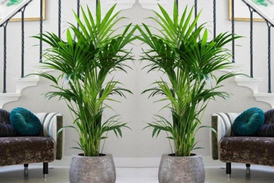 Пальма Драцена