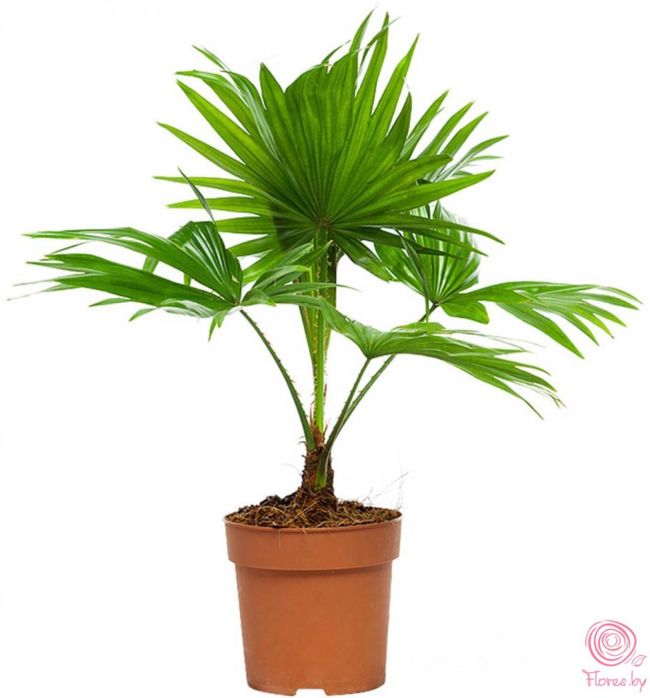 Бетелевая Пальма комнатная