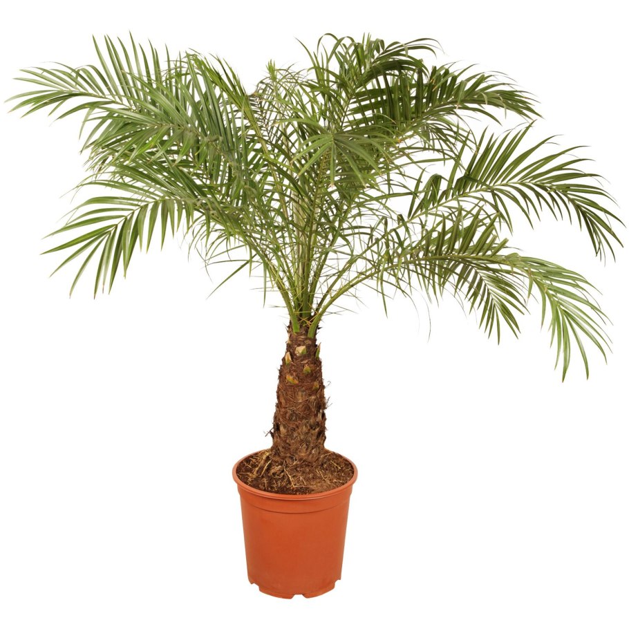 Ховея Форстера дерево оранжерея