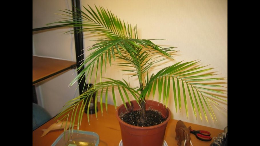 Ливистона нефрит