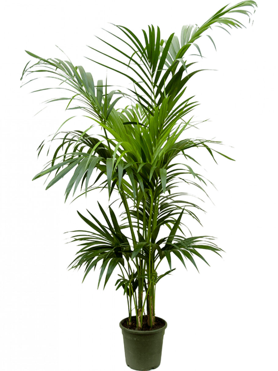 Ховея Форстера (Кентия)