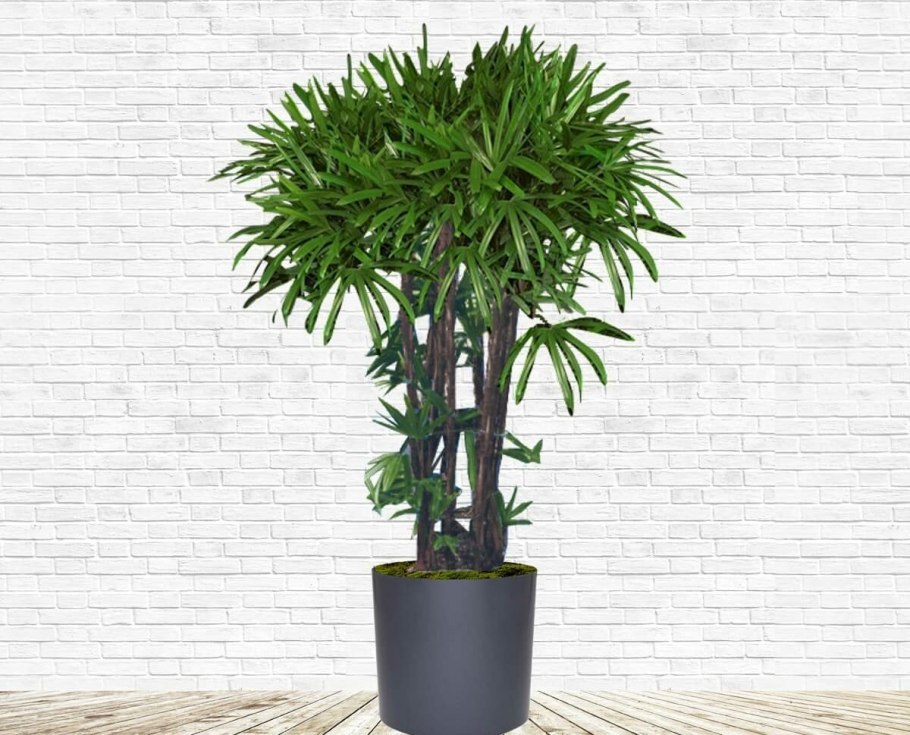 Комнатные цветы пальмовидные