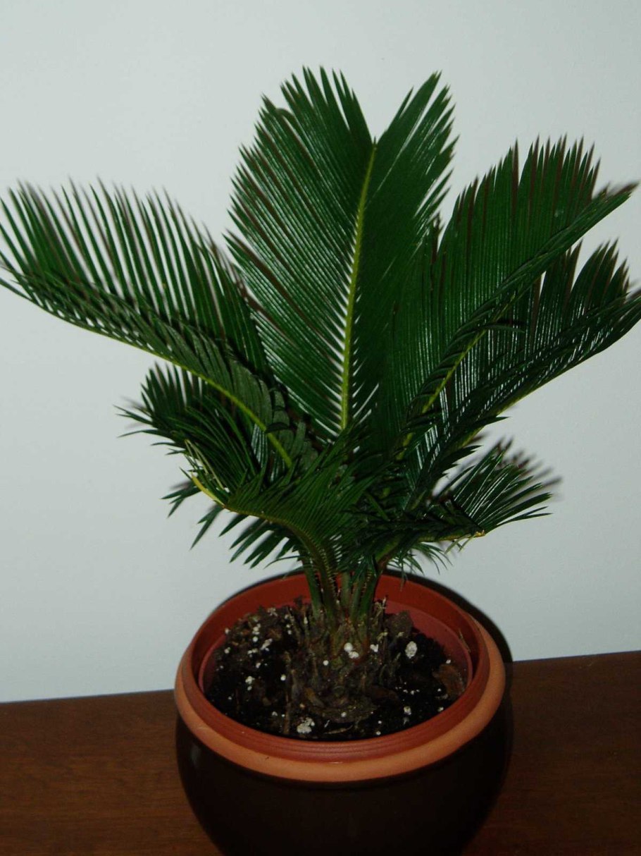 Финиковая Пальма комнатная