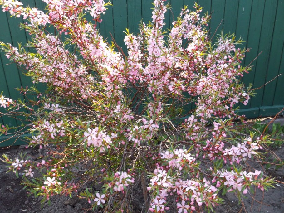 Миндаль дерево или кустарник