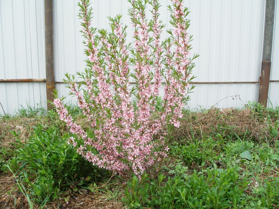 Миндаль трехлопастной габитус