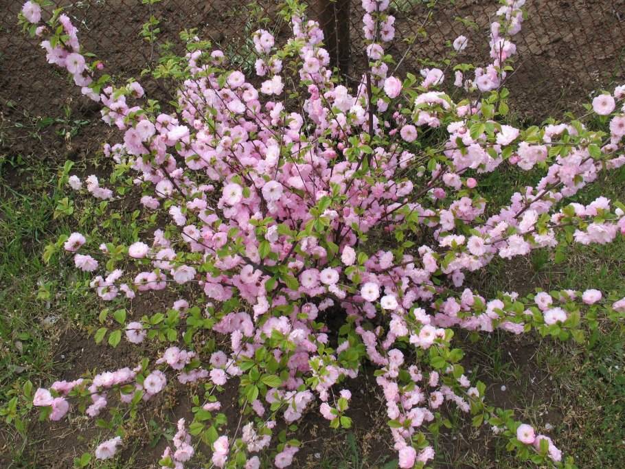 Миндаль трехлопастной Розенмунд