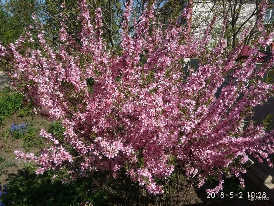 Миндаль бобовник куст