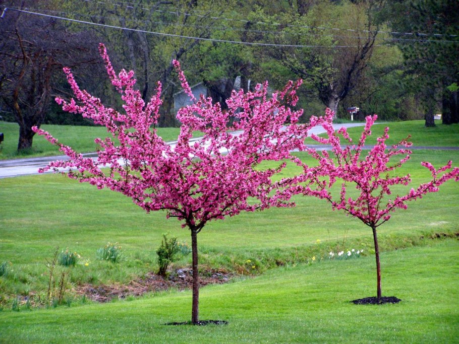 Миндаль трехлопастной Prunus triloba