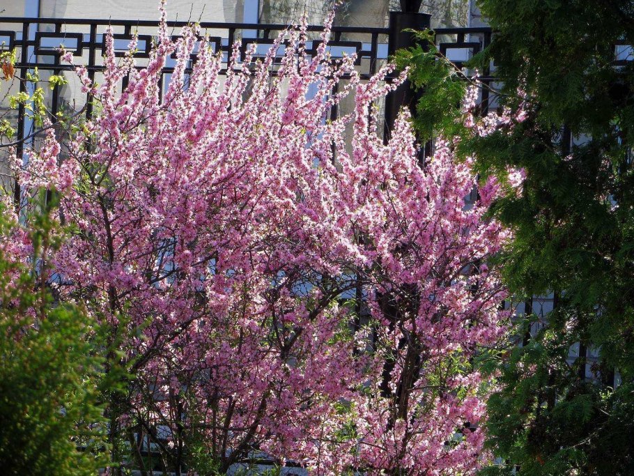 Миндаль дерево куст