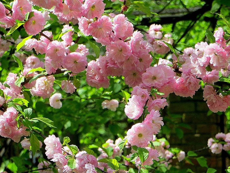 Миндаль трехлопастный луизеания