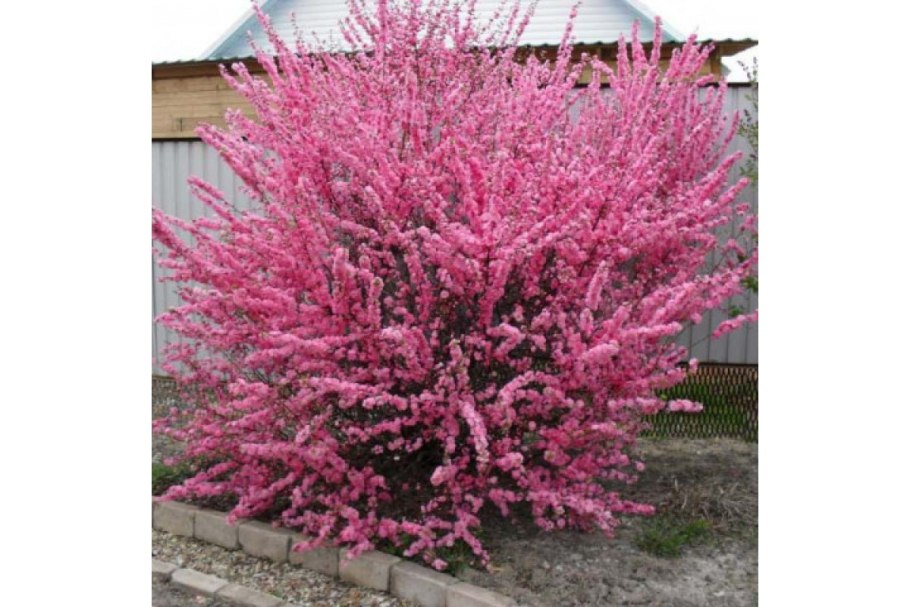 Миндаль трехлопастный луизеания