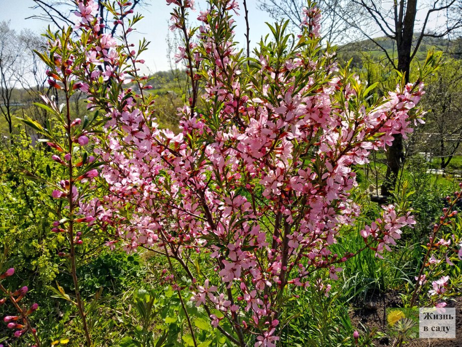 Миндаль декоративный кустарник