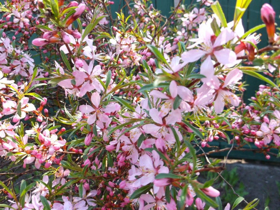 Миндаль Луизиана