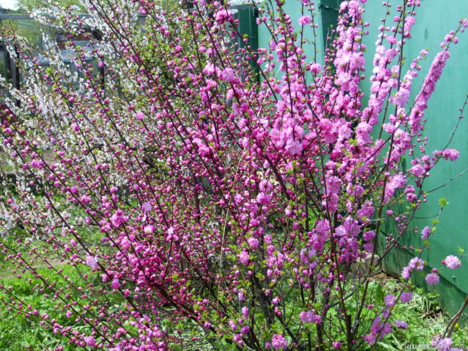 Миндаль луизеания