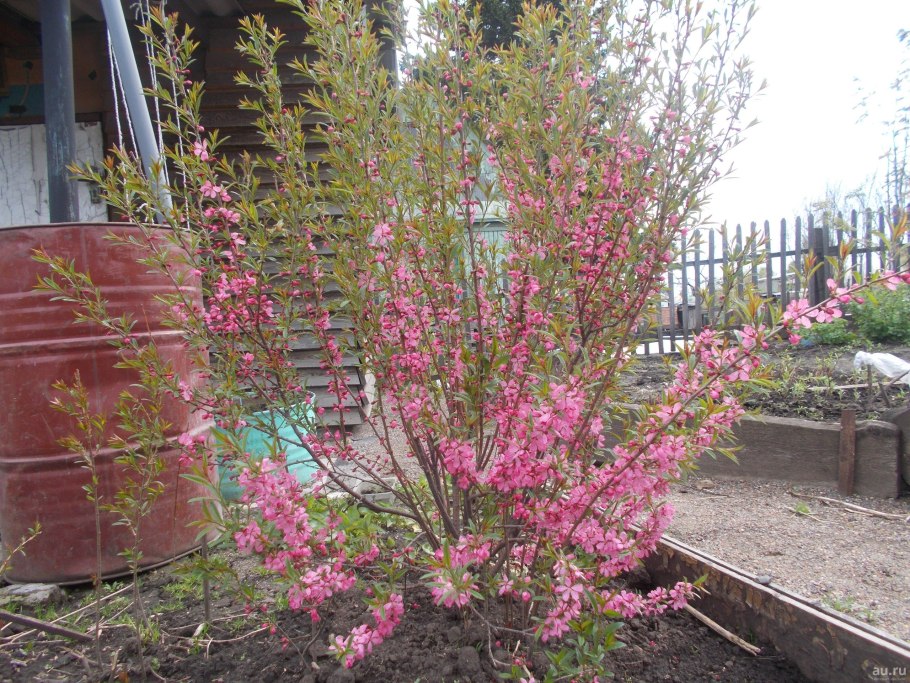 Сакура луизеания трехлопастная