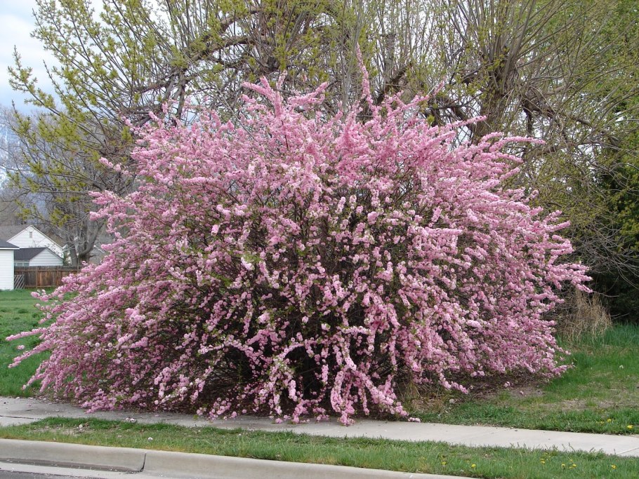 Миндаль Прунус трилоба