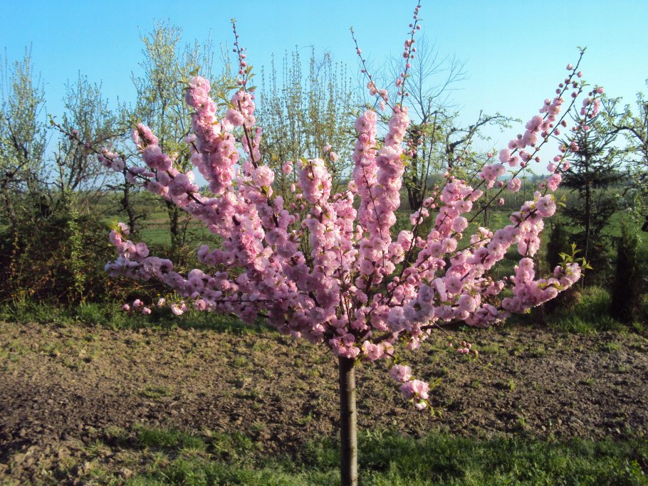 Магнолия Суланжа Rustica rubra