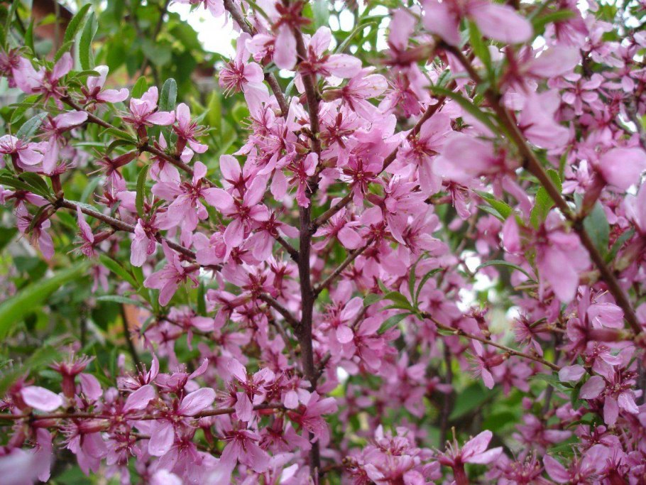 Миндаль луизеания