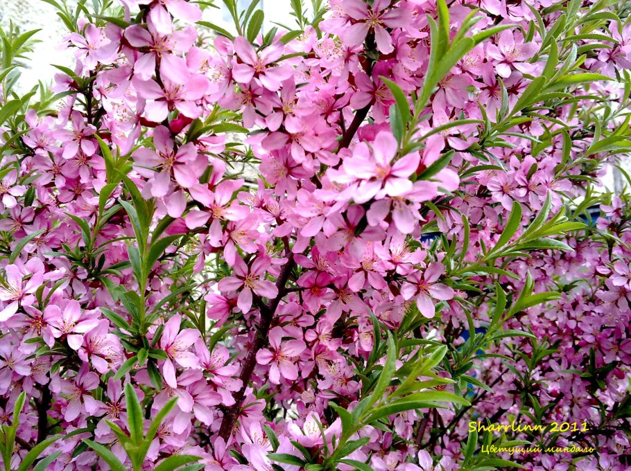 Миндаль декоративный кустарник посадка