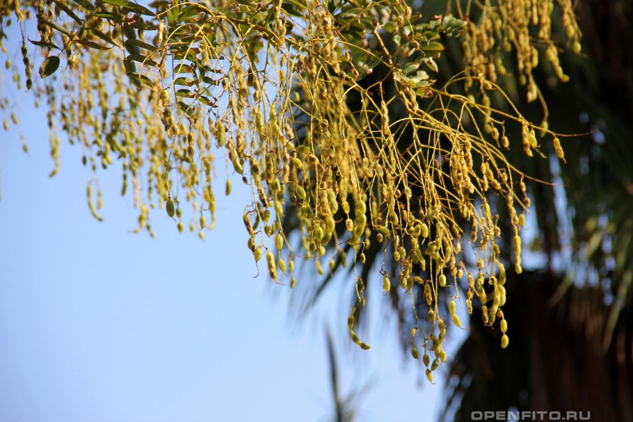 Софора японская