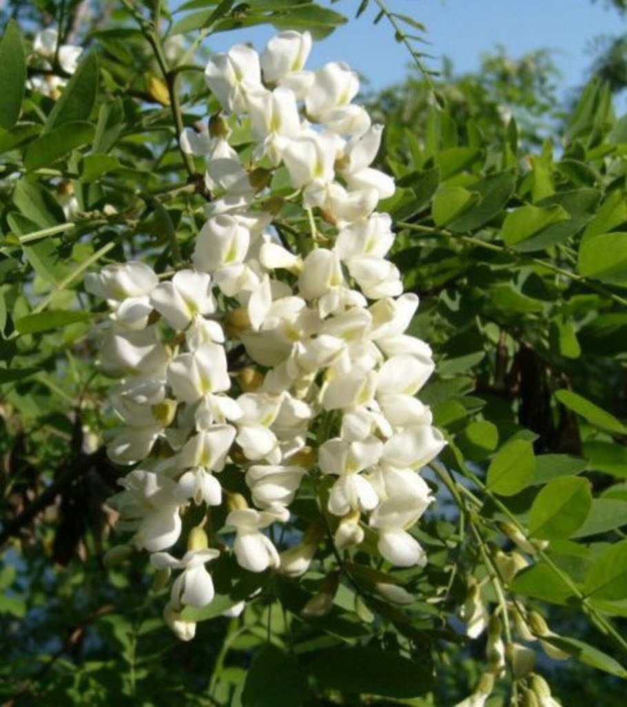 Дерево софора Крымская