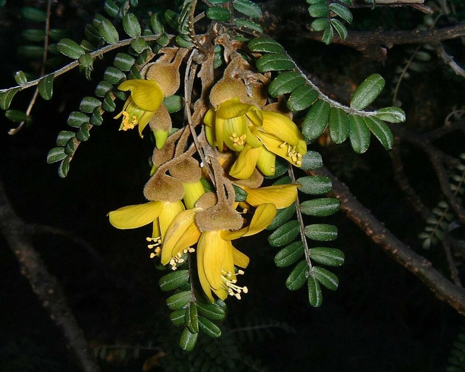 Софора японская Sophora japonica