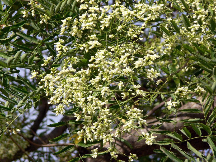 Как выглядит дерево повлияло