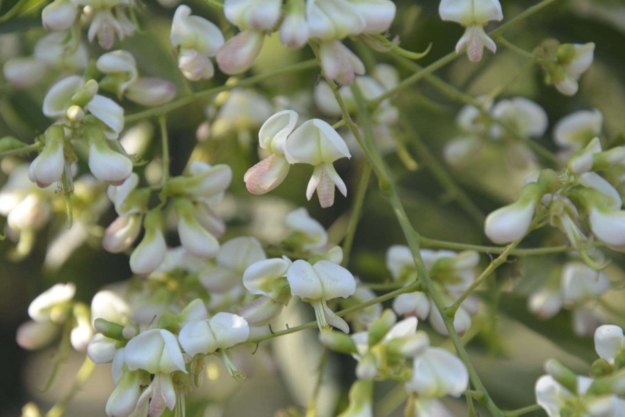 Софора японская Пендула