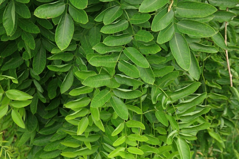 Софора японская растение