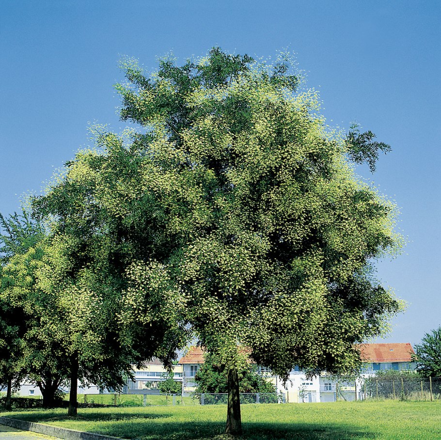 Дерево софора Крымская