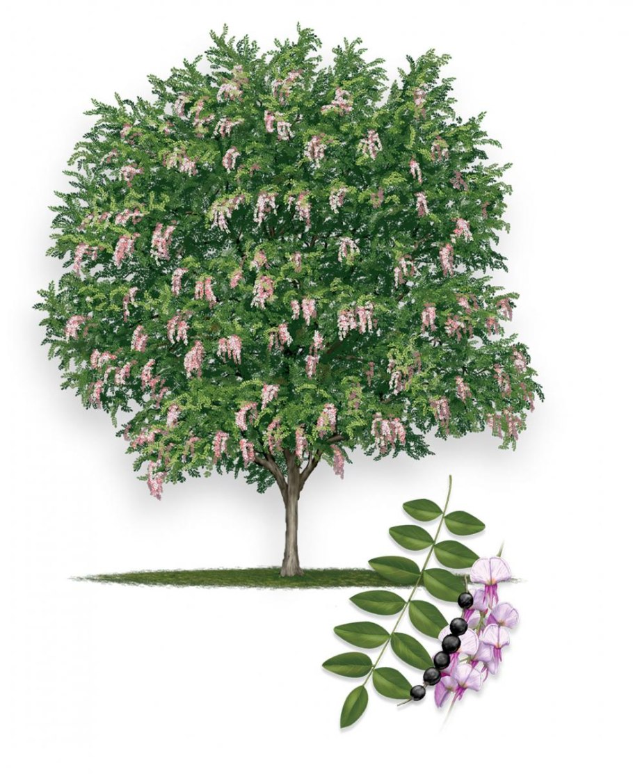 Дерево софора японская дерево