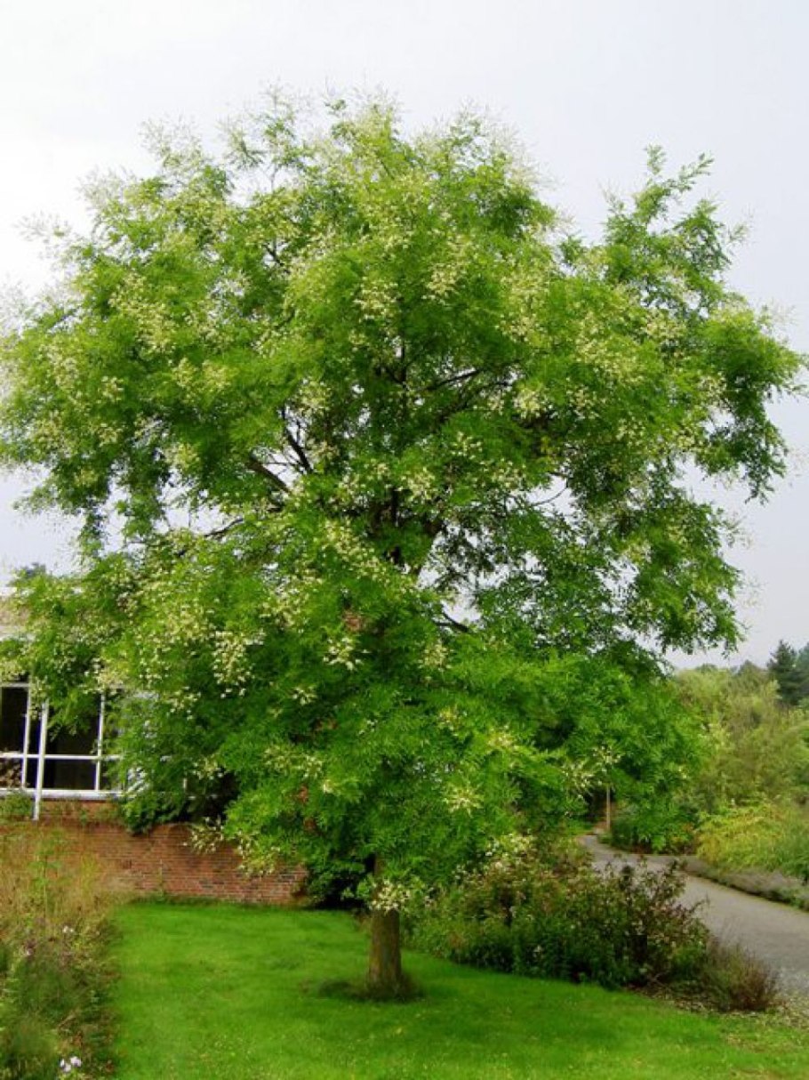 Софора японская Sophora japonica