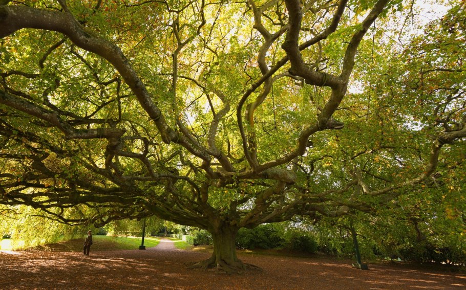 Сафора японская дерево (150-200см)