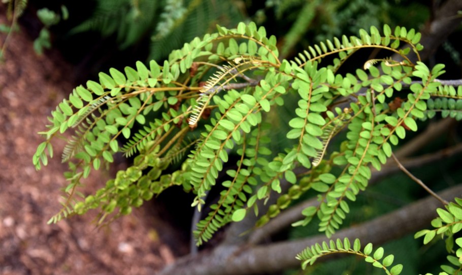 Sophora japonica pendula