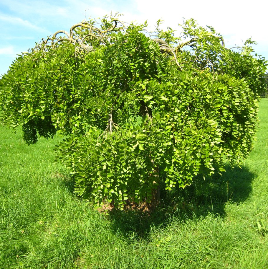 Японская Акация софора