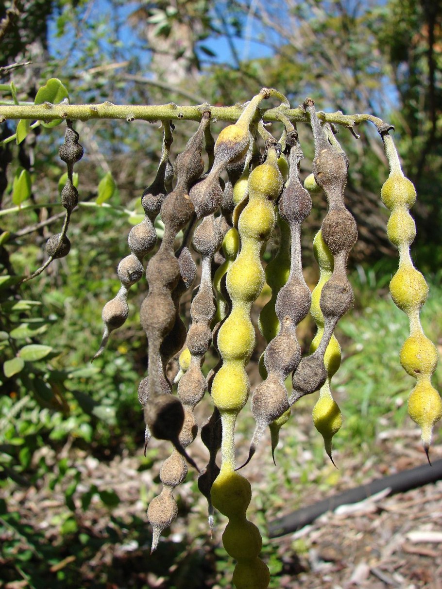 Софора японская