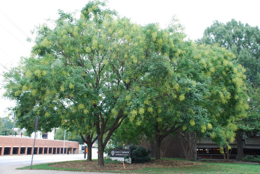 Sophora japonica