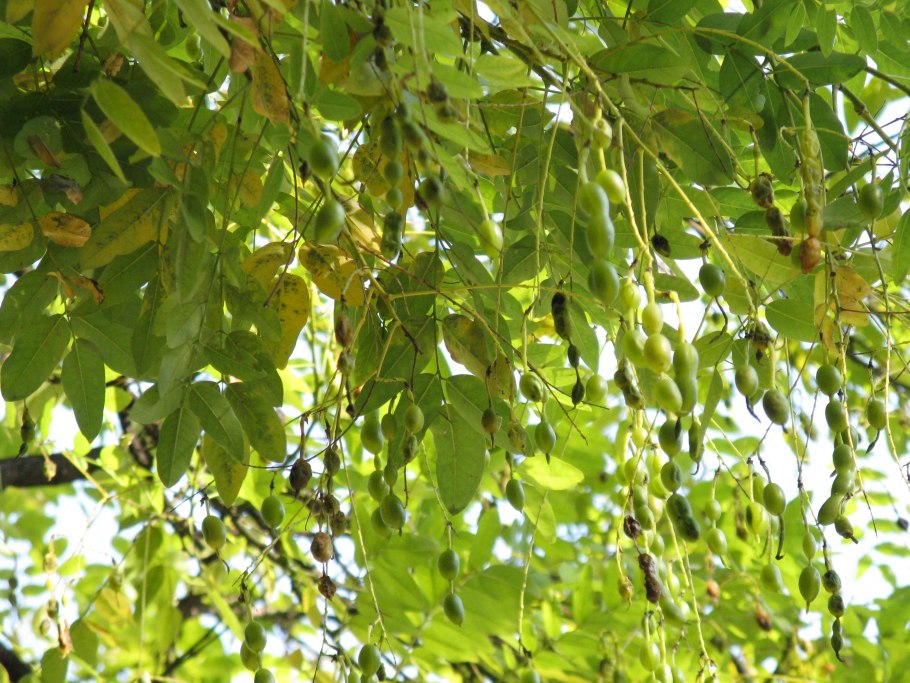 Sophora secundiflora описание