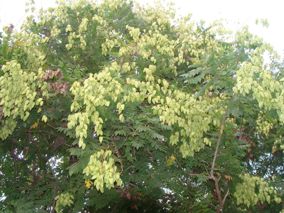 Софора четырёхкрылая (Sophora tetraptera)