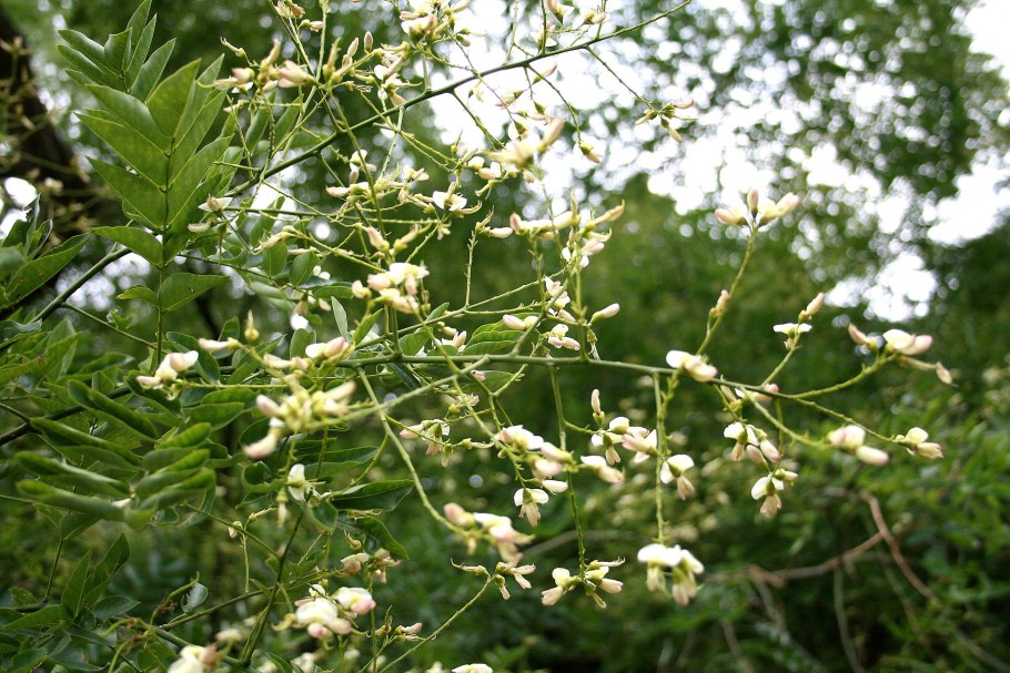 Софора японская Sophora japonica