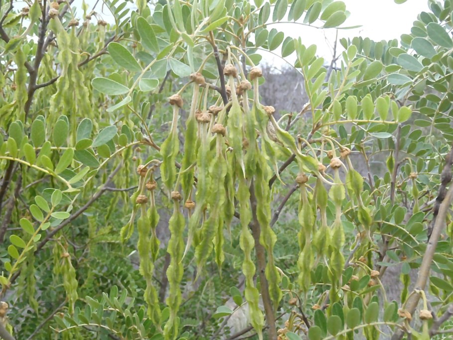 Sophora japonica pendula