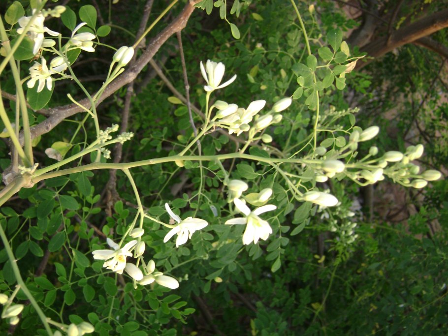 Японская Акация софора