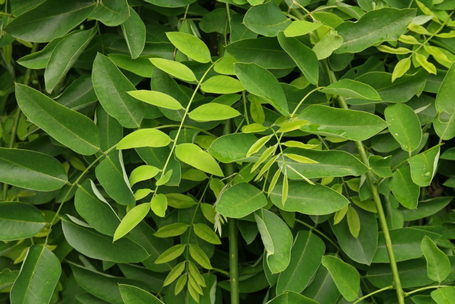 Дерево софора Крымская