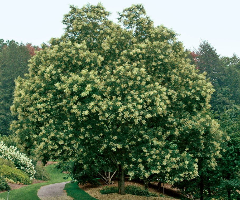 Японская софора дерево,кустарник
