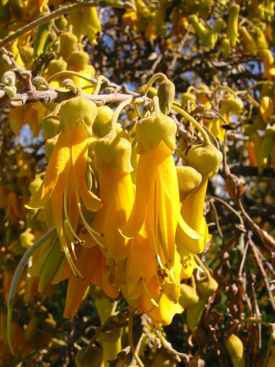 Японская Акация софора