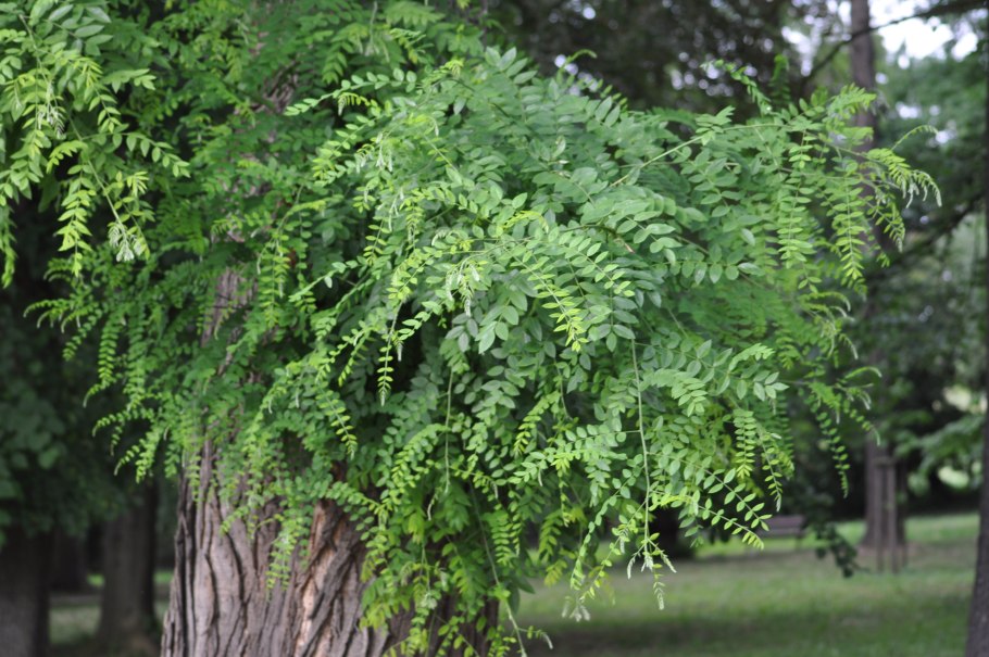 Софора в Крыму