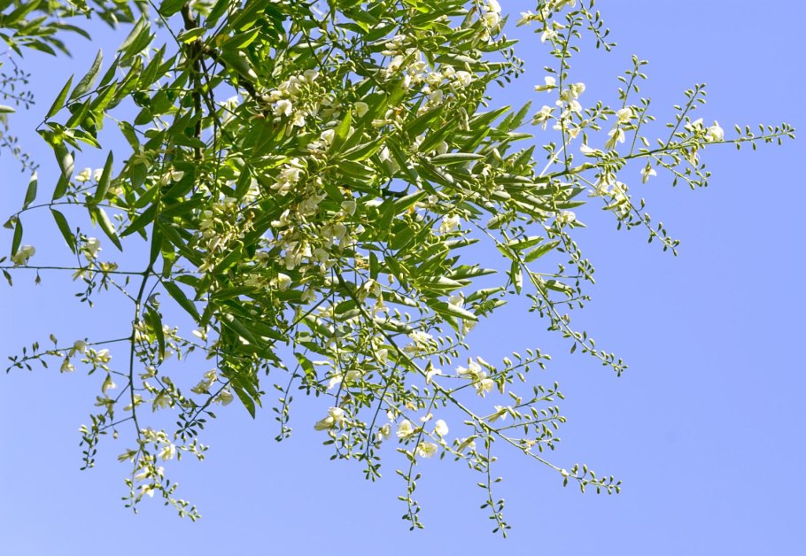 Японская Акация софора