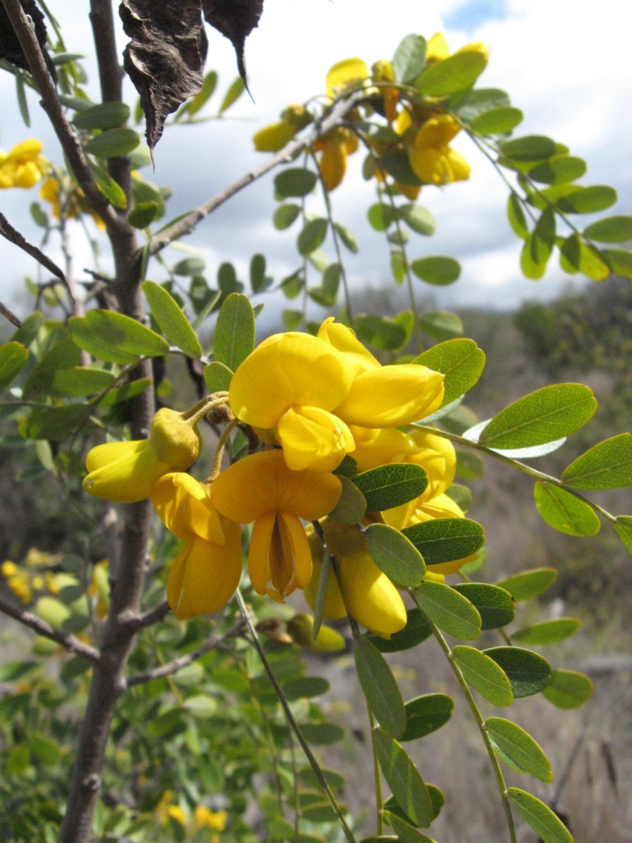 Sophora japonica плод