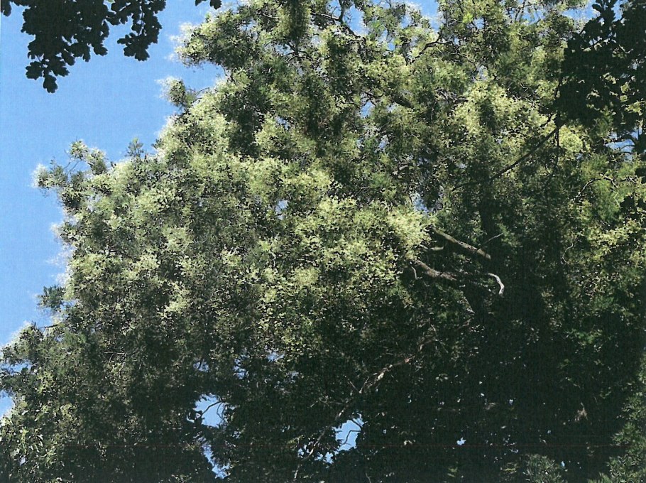 Софора японская Sophora japonica