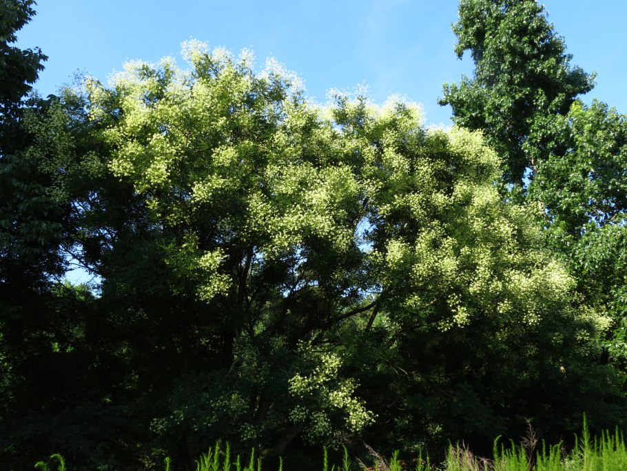 Styphnolobium japonicum